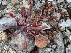 Chorizanthe aphanantha