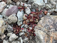 Chorizanthe aphanantha