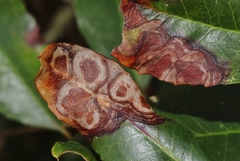 Phyllosticta heteromeles