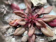 Chorizanthe aphanantha
