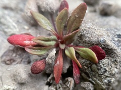 Chorizanthe aphanantha