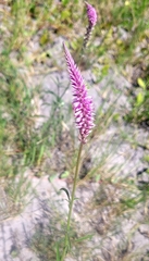 Hermbstaedtia odorata