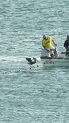 Pelecanus occidentalis