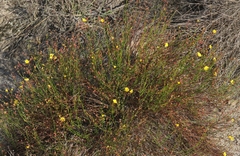 Crocanthemum aldersonii