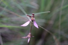 Eriochilus magenteus