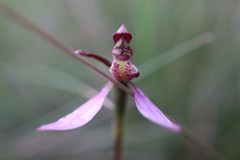 Eriochilus magenteus