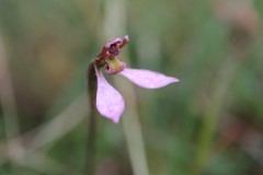 Eriochilus magenteus
