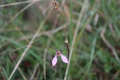 Eriochilus magenteus