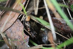 Eriochilus magenteus