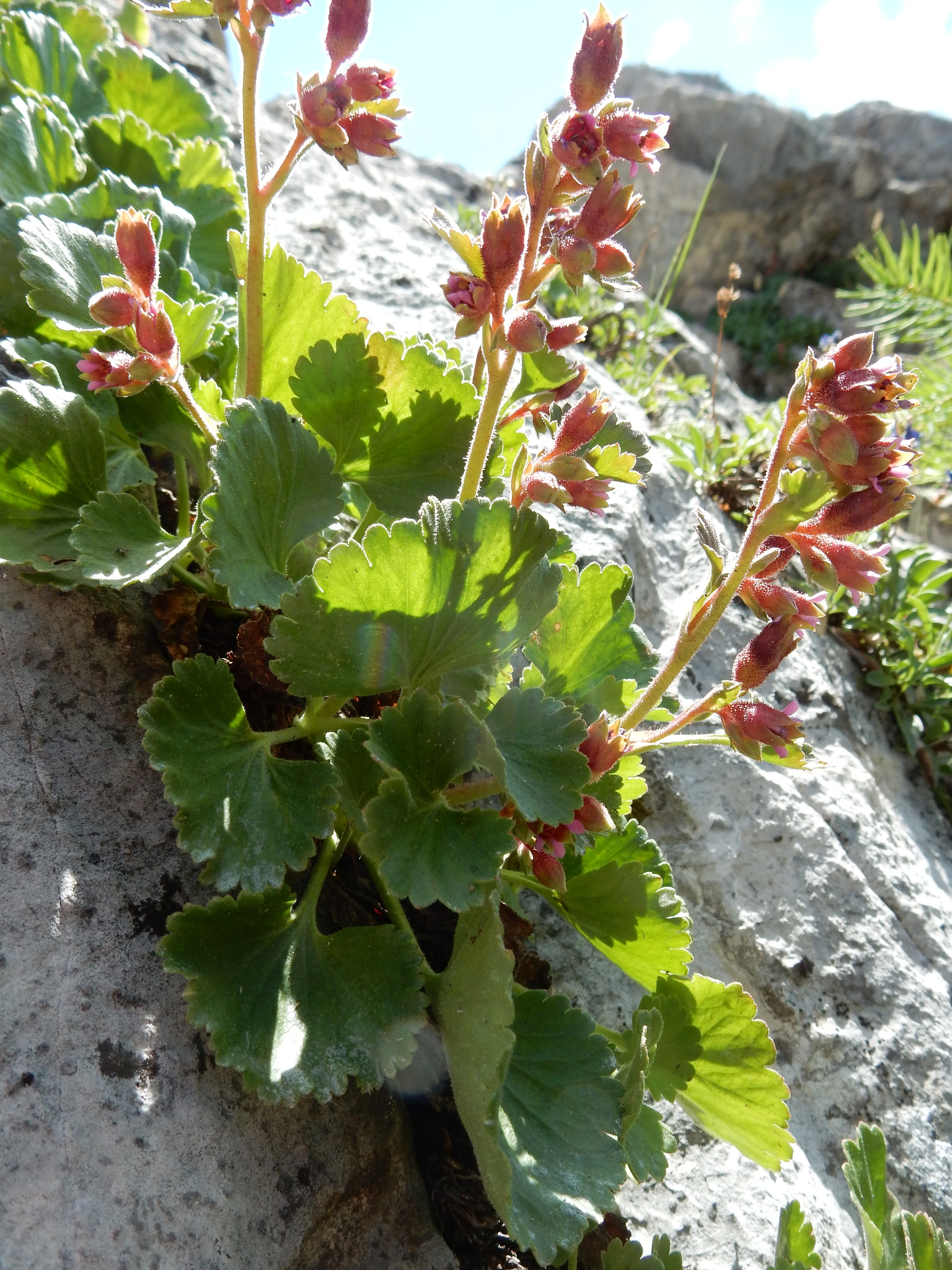 Telesonix heucheriformis