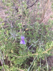 Dyschoriste rogersii