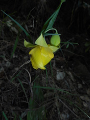 Calochortus pulchellus