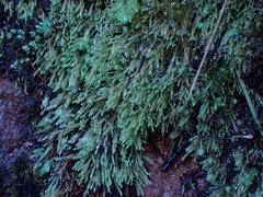 Philonotis capillaris