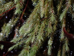 Philonotis capillaris