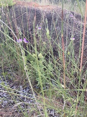 Dyschoriste rogersii