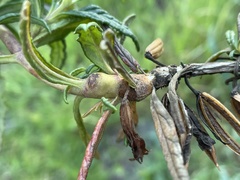 Neolasioptera mimuli