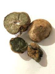 Hysterangium separabile