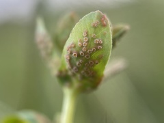 Puccinia euphorbiae
