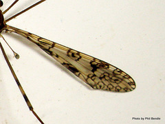 Austrolimnophila argus