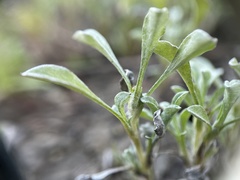 Hesperevax sparsiflora