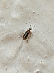 Attalus limbatus
