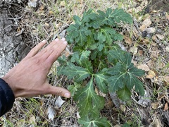 Sanicula hoffmannii