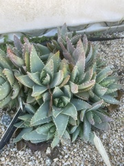 Aloe brevifolia