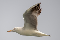 Chroicocephalus genei