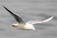 Chroicocephalus genei