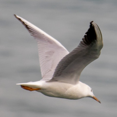 Chroicocephalus genei