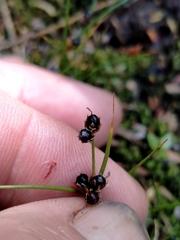 Juncus novae-zelandiae