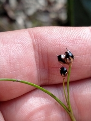 Juncus novae-zelandiae