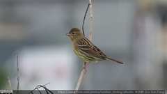 Emberiza sulphurata