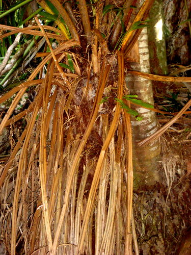 Milne's Tree Fern (Cyathea milnei)