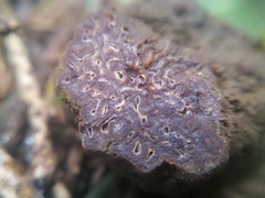 Hydnotrya