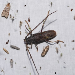 Phoracantha odewahnii