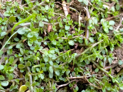 Tetrachondra hamiltonii