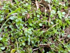 Tetrachondra hamiltonii