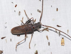 Phoracantha odewahnii