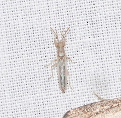 Stenophyella macreta