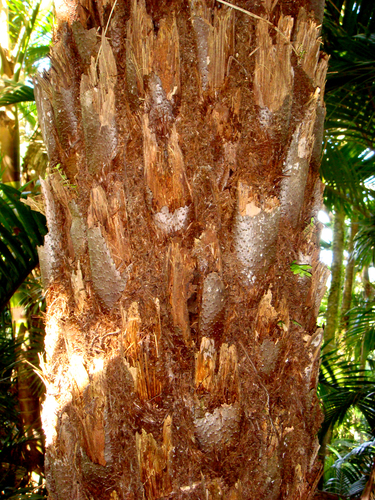 Alsophila milnei, photograph 3