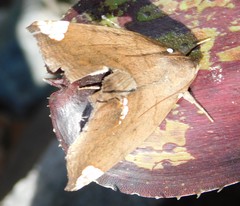 Achaea illustrata