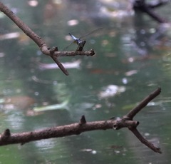 Brachydiplax chalybea