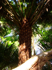 Cyathea milnei