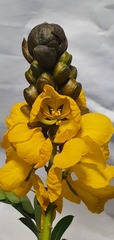 Senna didymobotrya