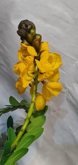 Senna didymobotrya