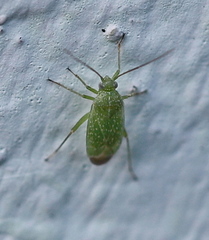 Orthotylus flavosparsus