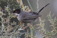 Curruca melanothorax