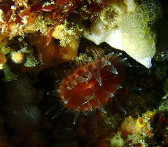 Monomyces rubrum