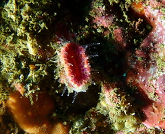 Monomyces rubrum